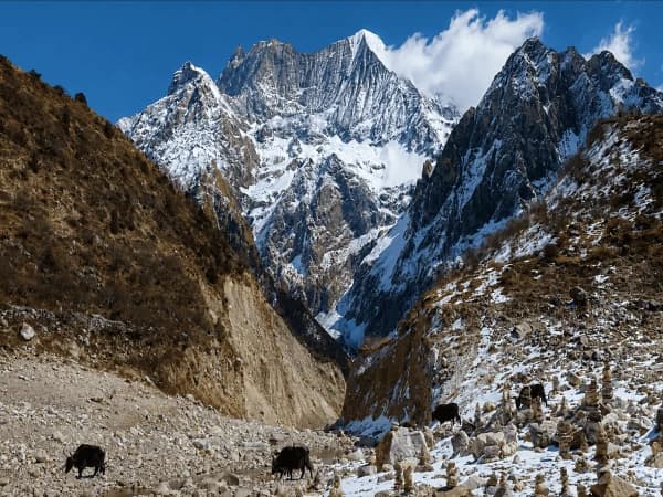Snow-covered Mount Manaslu with Himalayan yaks on the Manaslu Circuit Trek by Thrill Himalaya Treks.